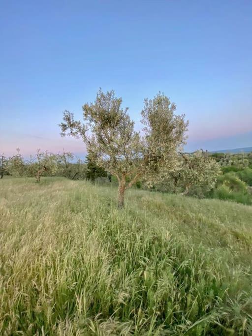 Podere San Giorgio بالايا المظهر الخارجي الصورة