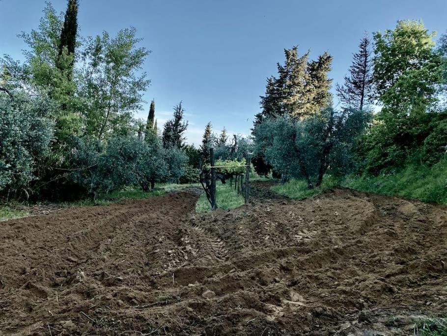 Podere San Giorgio بالايا المظهر الخارجي الصورة